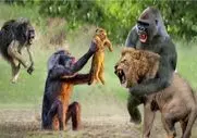 بر مدار وحش؛ همدستی بابون و گوریل برای زجرکش کردن شیر