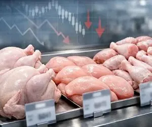 قیمت مرغ امروز دوشنبه ۲۸ اردیبهشت ۱۴۰۵ + جدول