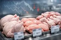 قیمت مرغ امروز دوشنبه ۲۸ اردیبهشت ۱۴۰۵ + جدول