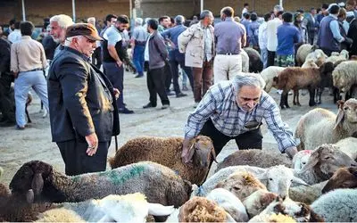 قیمت دام زنده امروز ۹ آذر 1404 + جدول