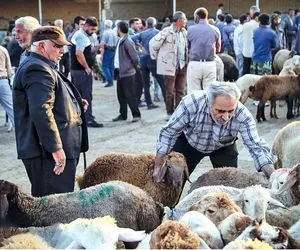 قیمت دام زنده امروز ۹ آذر 1404 + جدول