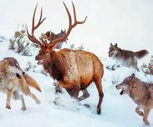 بدایع حیات وحش/گوزن شاخدار بچشو با ضرب و زور از دهان گرگ میکشه بیرون