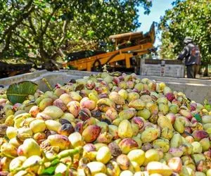 کشاورزی نوین؛ ماشین های مدرن کشاورزی در باغ های پسته که تو 5 ثانیه یه درختو میچینن