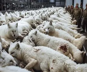 فرآوری روباه؛ روباه گوگولی و با فشنگ مشقی میکشه با قداره پوستشو جدا میکنه میشه پالتو