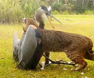 مستند حیات وحش؛ ۳۰ نبرد مرگبار حیوانات که باور نمی‌کنی واقعی‌اند