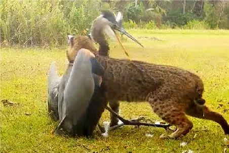 مستند حیات وحش؛ ۳۰ نبرد مرگبار حیوانات که باور نمی‌کنی واقعی‌اند