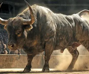 حیوانات هیربدی؛ جانوران واقعی خطرناک ترین و تهاجمی ترین گاوها با عضله های پر قدرت