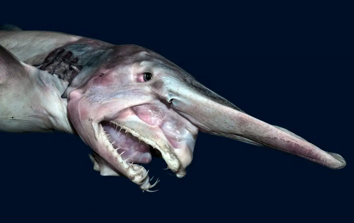 کوسه گوبلین (Goblin Shark)