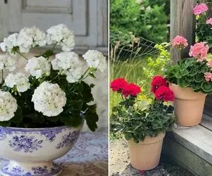 نگهداری گل شمعدانی در فصل سرما؛ یه نوستالژی خوشگل به یاد خونه مامان برزگا
