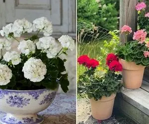 نگهداری گل شمعدانی در فصل سرما؛ یه نوستالژی خوشگل به یاد خونه مامان برزگا