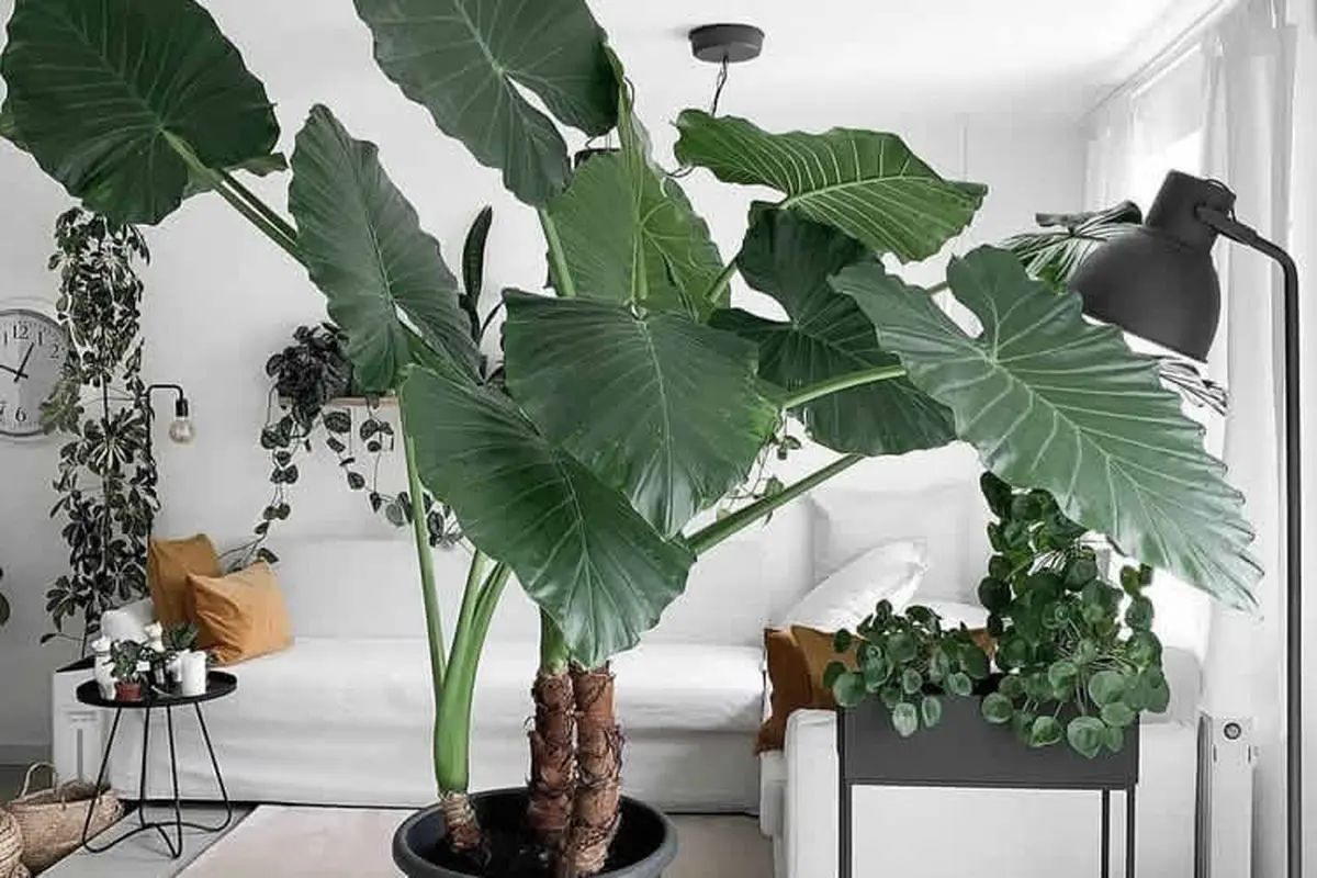 elephant-ear