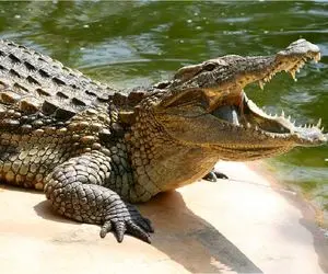 نجات حیات وحش/مادر بچه نوزادشو از زبر دندون های تماسح در آورد/تمساح جون بچرو نجات داد