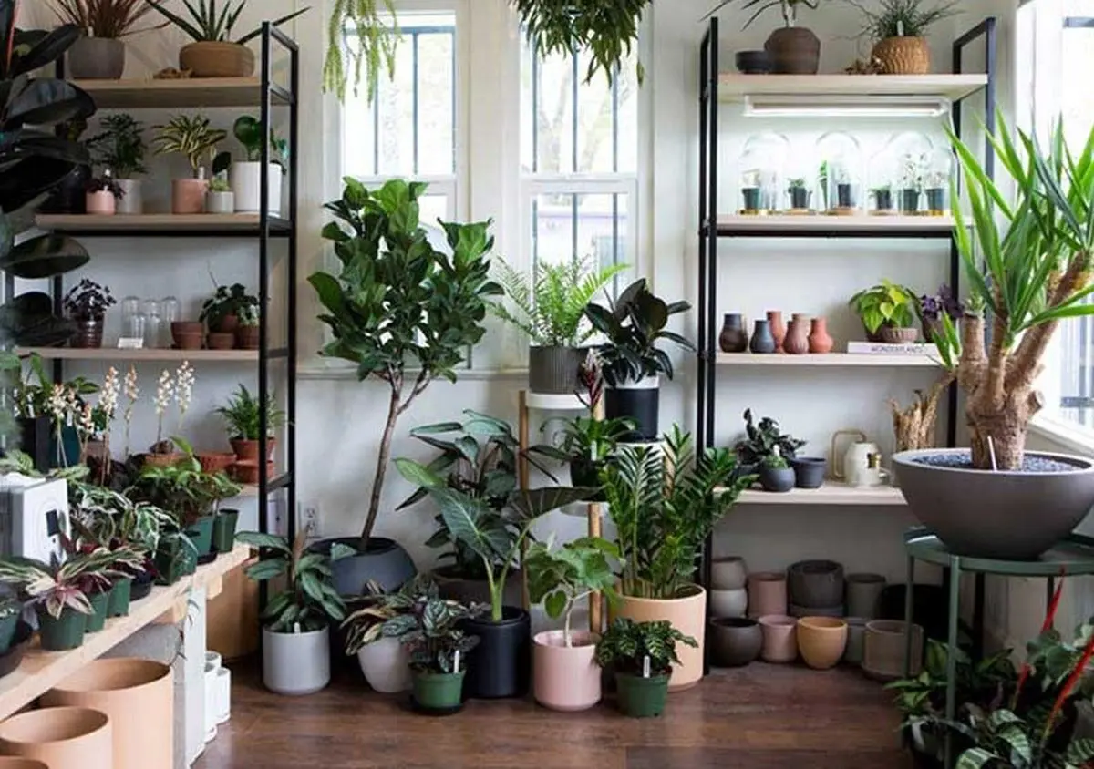 گیاهان مناسب برا اونایی که گل به دستشون نمیفته و زود میمیره؛ اینا سخت جونن آخ نمیگن