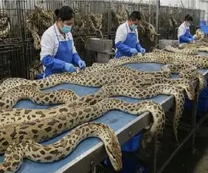 فرآوری مار؛ مار بزور از سوراخش میکشن بیرون با پوست و گوشتش تجارت راه بندازن