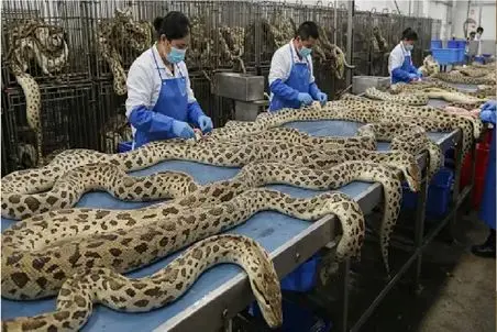 فرآوری مار؛ مار بزور از سوراخش میکشن بیرون با پوست و گوشتش تجارت راه بندازن