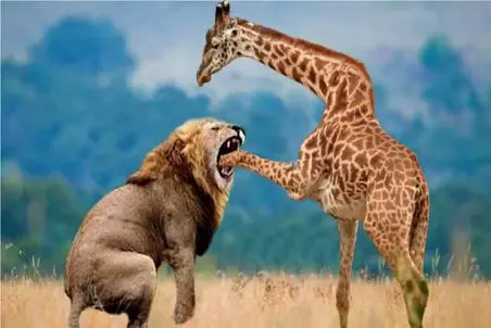 مستند حیات وحش/ زرافه اعصاب شیرو نقاشی میکنه شیر هم حسابشو میزاره کف دستش