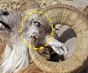 بدایع حیات وحش؛ شاخ بز کوهی چرخید چشمشو کور کرد بریدن تفنگ دولول بسازن