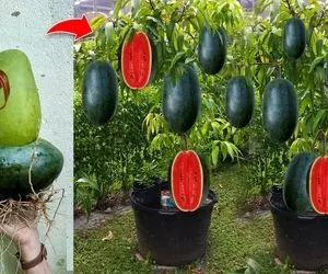 کشاورزی نوین؛ انبه را با هندوانه پیوند زدن و ماحصل شد درخت شاه انبه تو سرخ