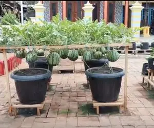 کشاورزی نوین؛ روش جدید کاشت هندوانه که تضمینی جوابه هندوانه ها رو بذار روی داربست