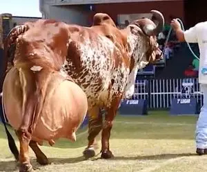 گاوهای باورنکردنی؛ گاو به قدری شیر داره قبل و بعد دوشیدن 100 کیلو وزنش کم و زیاد میشه