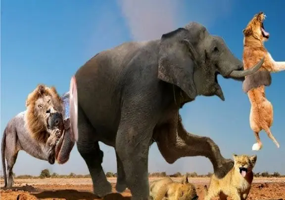 مستند حیات وحش؛ شیر؛ فیل ها