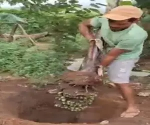 ساخت ویتنام؛ با مهندسی پیشرفته شیمی موز زیرزمینی عمل آووردن چیدنی تا 1 سال خراب نمیشه