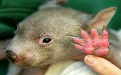 وامبت‌ها: مهندسان مکعبیِ دنیای حیوانات و حفارهای قهرمان زیرزمین پشت‌شان زره دارد