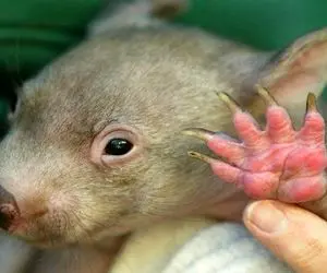 وامبت‌ها: مهندسان مکعبیِ دنیای حیوانات و حفارهای قهرمان زیرزمین پشت‌شان زره دارد