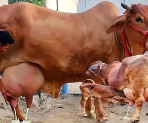 گاوهای باورنکردنی؛ تو مزرعه گاو 10 تنی پروار میکنن روزانه 2000 کیلو شیر میدوشن