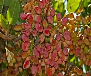 کشاورزی نوین؛ درخت پسته شون انقد بار داده شاخه ها شکستن با همین یه درخت میلیاردر میشن