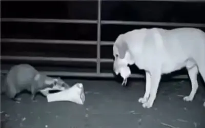 طنز حیات وحش؛ سگ نگهبان جوجه حنایی نگون بخت با استخون طاق میزنه