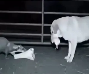 طنز حیات وحش؛ سگ نگهبان جوجه حنایی نگون بخت با استخون طاق میزنه