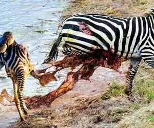 از جذابیت های حیات وحش؛ کروکودیل شکم گوخر رو پاه کرد و جنین رو از بچه دان کشید بیرون