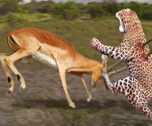 مستند حیات وحش؛ غزال هوشمندانه برای نجات جونش شاخشو فرو کرد به پلنگ
