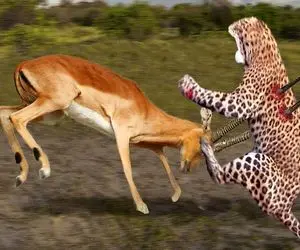 مستند حیات وحش؛ غزال هوشمندانه برای نجات جونش شاخشو فرو کرد به پلنگ