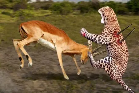 مستند حیات وحش؛ غزال هوشمندانه برای نجات جونش شاخشو فرو کرد به پلنگ