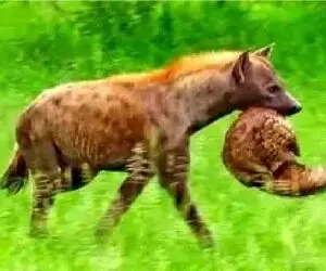 جذابیت حیات وحش؛ شکست سپر دفاعی پانگولین برابر کفتار 