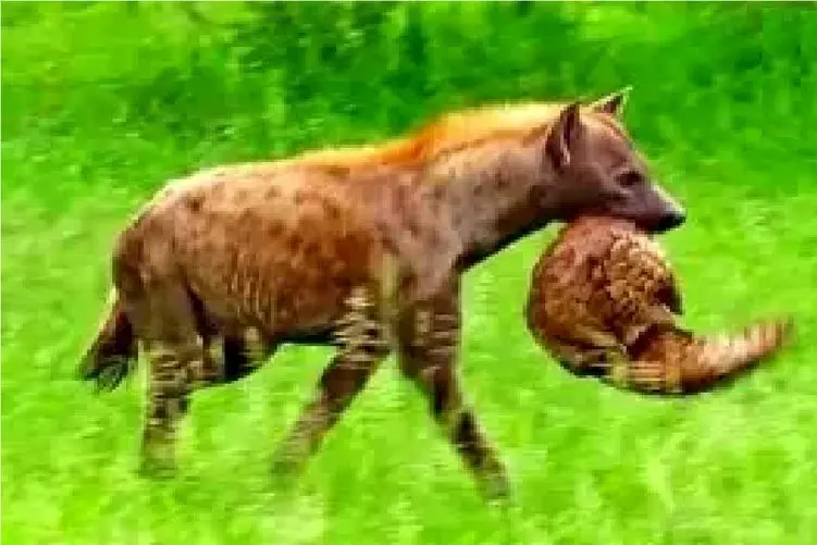 جذابیت حیات وحش؛ شکست سپر دفاعی پانگولین برابر کفتار 