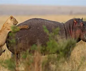 جنگ حیات وحش/ اسب آبی برای انتقام جمجمه شیر را خورد می کنه