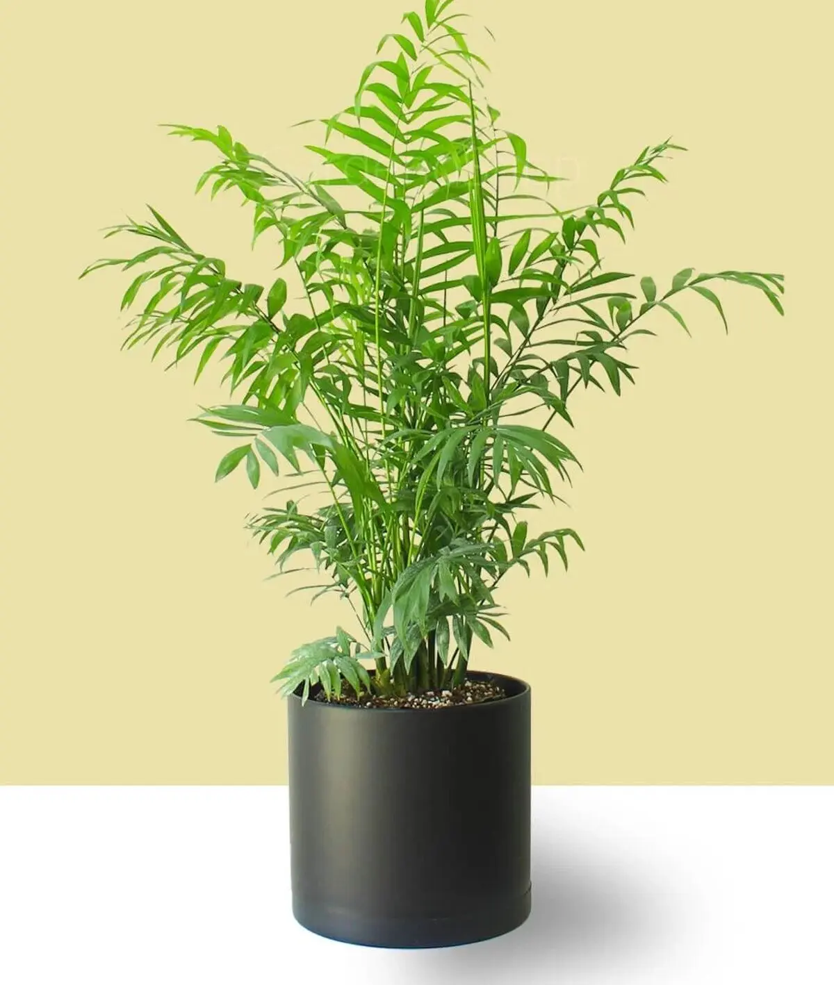 شیک1