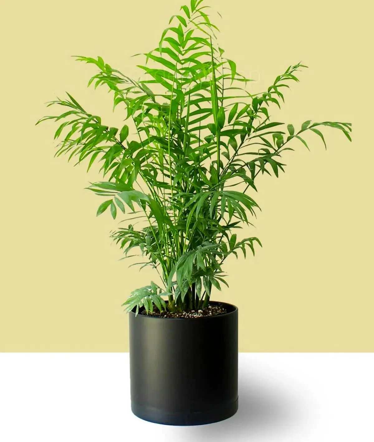 شیک1