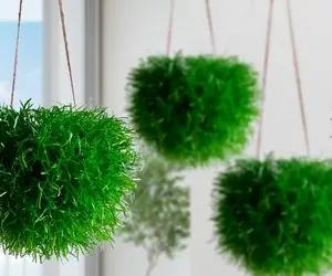 ایده های خلاقانه؛ سبزه گندم و پرتقال که همه جا هست عید امسال این سبزه توپی ها رو بذار