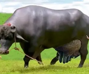 فرآوری گاو؛ بوفالویی که شیرش انگار وصله به شیر شهر و هرچی میدوشن تموم شدنی نیست