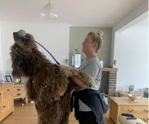 بزرگترین سگ جهان که به اندازه یک انسان عادی رشد کرده است!