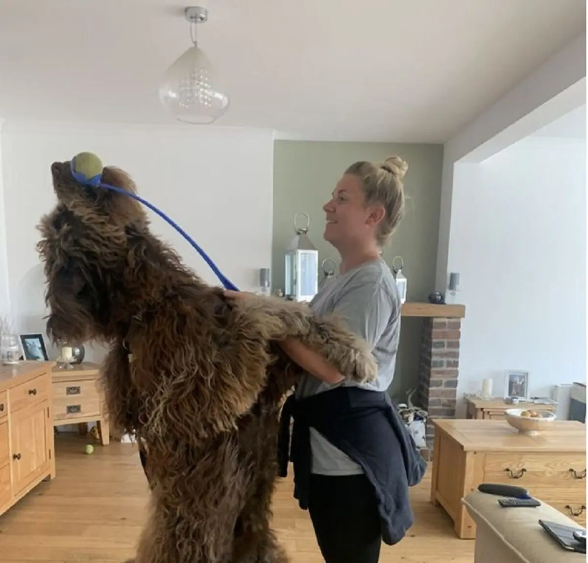 0_PAY-DOG-GETS-MISTAKEN-FOR-CHEWBACCA (1)