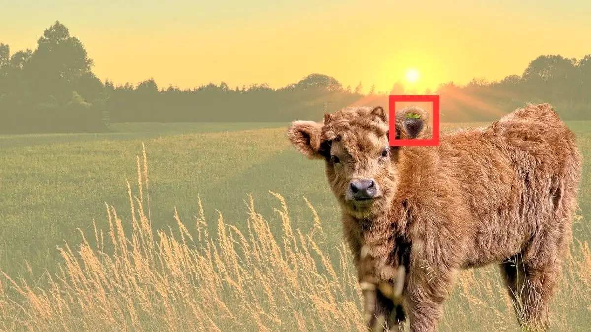 پاسخ-تست-بینایی-یافتن-توت-فرنگی-در-تصویر-گوساله