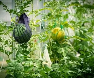 کاشت هندوانه عظیم؛ از دانه کوچک هندوانه کشت می کنن به قدری بزرگ شده با فرغون حمل بشه