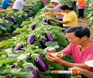 کشاورزی نوین؛ بادمجونو با تزریق دوپینگ کردن انقد باد کرد که باهاش یه شهرو یتیمچه دادن