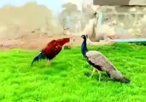 مستند حیات وحش؛ پر خروس گرفت به طاووس پرپر شدن