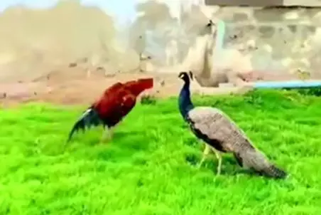 مستند حیات وحش؛ پر خروس گرفت به طاووس پرپر شدن